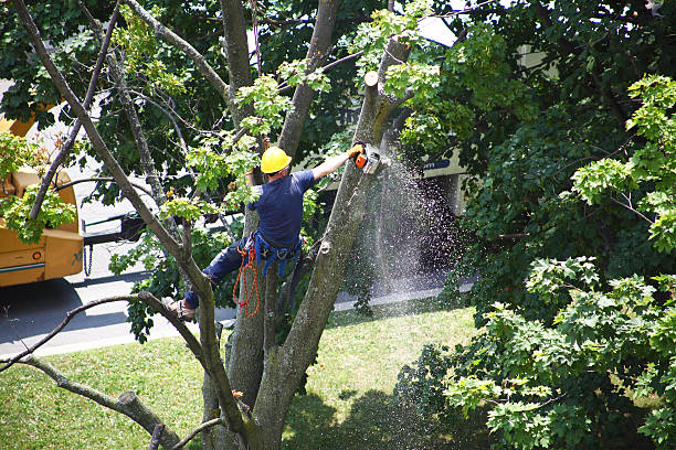 Best Commercial Tree Services  in Asbury Park, NJ