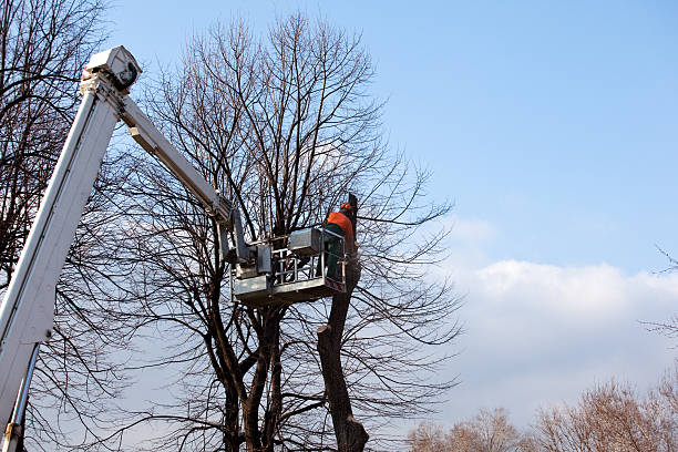 Best Tree Health Inspection  in Asbury Park, NJ